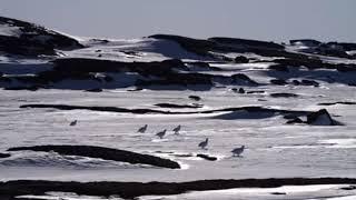 Animals of the Arctic Habitat