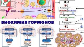 БИОХИМИЯ ГОРМОНОВ. ОБЩАЯ БИОХИМИЯ. ЛЕКЦИЯ 9