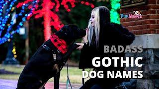 60+ Badass GOTHIC DOG NAMES -- with Meanings! | PupNames.com