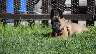 Belgian Malinois—Mishka— 9 weeks old first time playing on grass