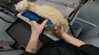 Why Do Owners Let Dogs Get This BAD!?!