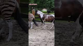 Друг уникальной зебры-лошадки  A friend of the unique zebra horse. She is the only one on earth_2