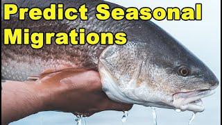 How To PREDICT Redfish & Speckled Trout Migration