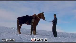 Ko'pkari 1-qism Шахрисабз тог бурилари ГУРУППАСИ купкариси horse makeover equsterian | horseshow