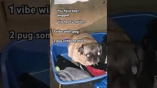 You have been pugged  #memes #pug #vibing #dog #funny  #viral #fypシ゚ #pugged #pets