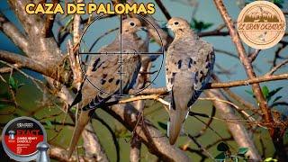 DOVE AND QUAIL HUNTING - WITH AN AIR RIFLE BETTER THAN AN FX