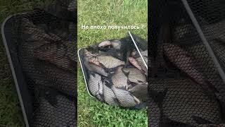 Фидер на Москва реке рыбалка удалась #fishing #video #рыбалканафидер
