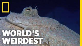 Flounder is Master of Disguise | World's Weirdest