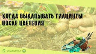 Когда выкапывать гиацинты после цветения