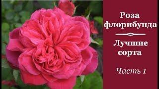  Роза флорибунда: лучшие сорта. Часть 1