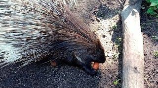 Stachelschweine werden gefüttert- Ist das Matilda??? Zoo Chemnitz erleben 