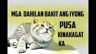 ANG MGA DAHILAN BAKIT ANG IYONG ALAGANG PUSA KINAKAGAT KA