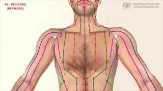 Меридиан перикарда 心包, абсолютный инь 厥阴. Китайская медицина