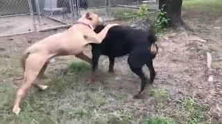 Pitbull Puppy Vs Adult German Rottweiler (dominance)