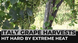 Italy drought: Grape harvests hit by extreme weather