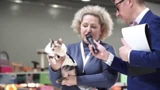 Презентация породы сфинкс на выставке Royal Canin 2016