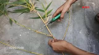 how to grow bamboo(Bambusa Vulgaris , culms plant) by cutting by easy way ,Plant evolution [yellow]