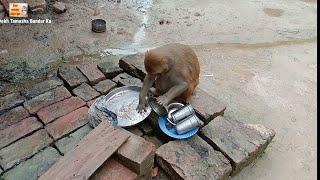 मंकी रानी बहुत बिजी हैं आज।। Monkey मंकी रानी बर्तन साफ कर सकती है  ।।i love Animals।।