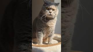 Хитрый котище #cat #kitten #котвваленках #котики #funny