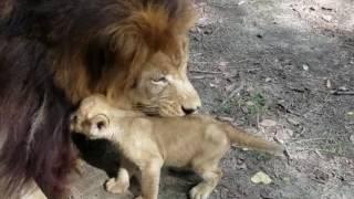 Ashur the  cub playing with his dad