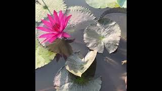 Night blooming Waterlilies early morning, in mud pond