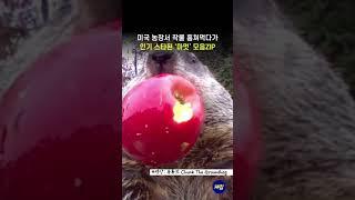 이런 귀여움이면 용서해줌 #마멋 #커엽 #동물
