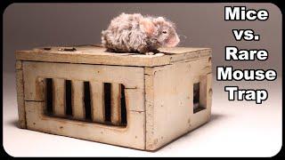 Mice vs. Rare Antique Mouse Trap. Catching Mice In The Barn. Mousetrap Monday