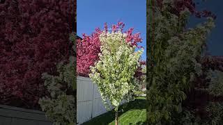 #springflowers 2025 #springvibes #shortsviral #shorts  #thebigrfamily