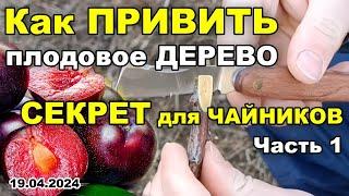 Как ПРИВИТЬ плодовое ДЕРЕВО.  Для чайников.  СКЕЛЕТНАЯ прививка СЛИВЫ.  Часть 1 | 19.04.24