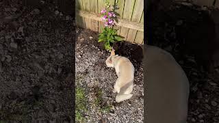 Chihuahua vs flowers 