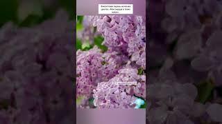 И почему у нас нет праздника «любование сиренью»? #nature #сирень #фото #фотосессия #природа