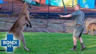 Breaking Up Dangerous Kangaroo | Fight Season 10 Episode 5 | Bondi Vet