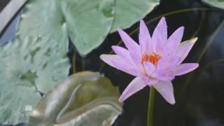 Nymphaea ‘Turtle Island Fay McDonald’ HXT™ Hardy Water Lily