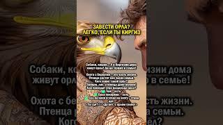 ВМЕСТО КОТА - ОРЕЛ        #история #кот #животные