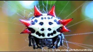 Spiny Orb Weaver Spider - A Work of Art!