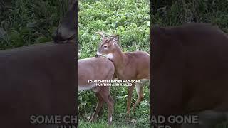 Why this Female hunter was attacked online Taylor Sheridan on Joe Rogan #jre #jreclips #hunting
