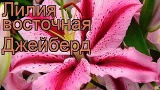 Лилия восточная Джейберд  обзор: как сажать, луковицы лилии Джейберд