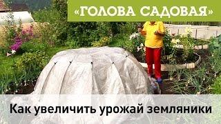 Голова садовая - Как увеличить урожай земляники