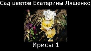 #Ирисы1 #Сад цветов Екатерины Ляшенко