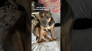 pov: you have an awkward dog #dogs #americanbully