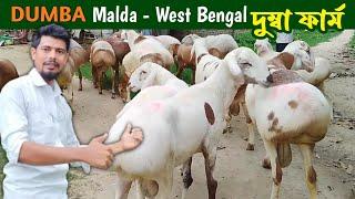 DUMBA || তুর্কিস্তানের দুম্বা || Dumba Farm In West Bengal || Kck Raikan