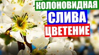 Слива колоновидная. Колоновидная слива уход. Цветение колоновидной сливы. Как цветет слива.