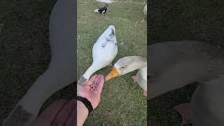 Feeding Ducks and Goose: A Quack-tastic Adventure