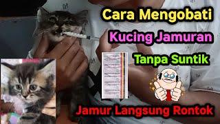 Cara Mengobati Kucing Jamuran Tanpa Suntik