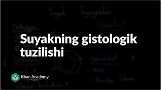 Suyakning gistologik tuzilishi | Suyak tizimi |  Tibbiyot