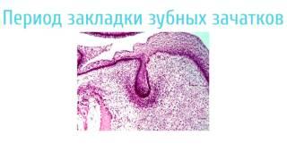 Развитие зуба   Odontogenesis