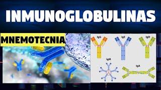 FUNCIÓN DE LOS ANTICUERPOS, ESTRUCTURA Y TIPOS | MNEMOTECNIA (INMUNOGLOBULINAS)