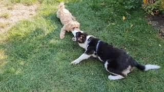 Maltipoo vs. Husky Mix