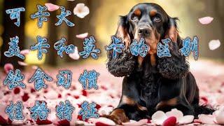 喜歡可卡犬嗎？了解美國可卡和英國可卡的差異嗎？了解可卡犬的飲食習慣嗎？平時可卡犬如何養護，可卡犬的性格特徵，可卡犬容易得哪些疾病，今天這篇文章全部告訴您。