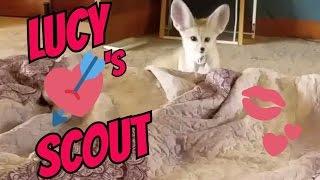 Lucy the Fennec Fox is Twitterpated!